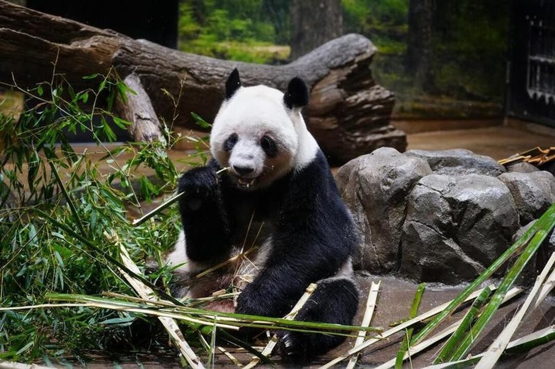 Last Pandas Leave Japan