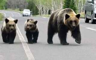 Japan Suggests Kids Carry Empty Bottles to Scare Away Bears