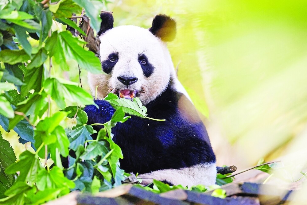 Two Tokyo Pandas to Return to China