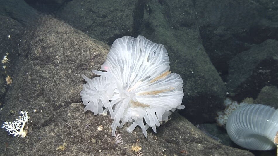 International Scientists Discover Dozens of New Marine Species off Japan