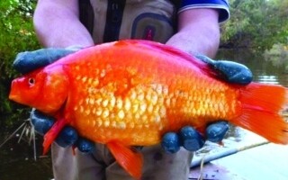 Новое исследование показывает, что рыбы способны к самоузнаванію