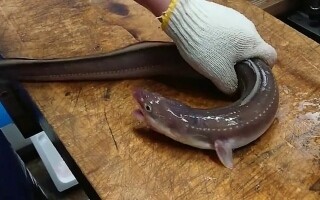 Пищевое отравление от жареного угря в Иокогаме