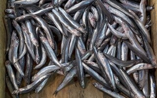 Новое исследование: рыба-белый бейт полезна для здоровья женщин