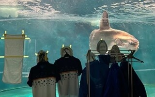 Инновационное решение для одиноких рыб в Японии