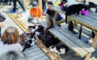 Остров в Японии отмечает кошек с храмом кошек