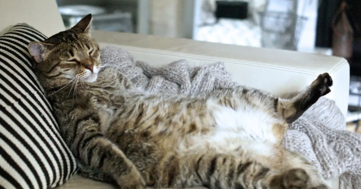 Новое исследование揭вает уникальную реакцию кошек на владельцев