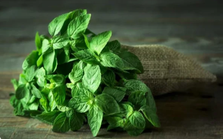 Новое исследование связывает мяту с улучшением когнитивных функций у мышей с болезнью Альцгеймера