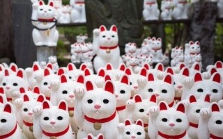 Первая кошачья книжная лавка открылась в Тачикаве