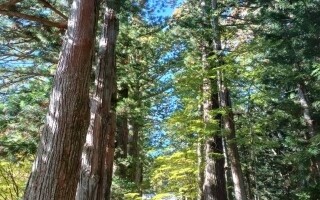 Япония ускоряет замену рисовых лесов для борьбы с сенной лихорадкой