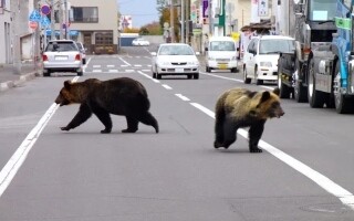 Japan Allows Police to Shoot Bears After Series of Fatal Attacks