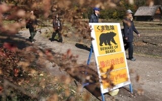 Bear Attacks in Japan: Enhanced Safety Measures in Shirakawa Village