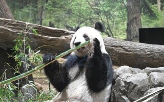 Farewell to Pandas in Tokyo