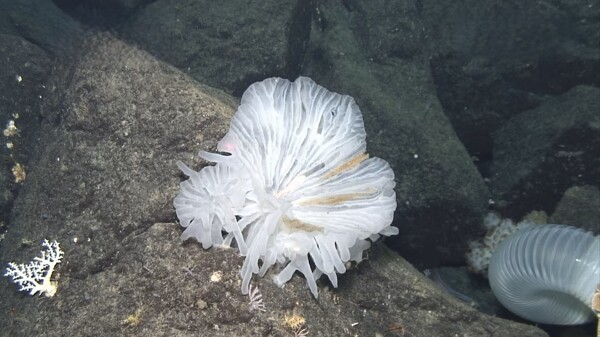 International Scientists Discover Dozens of New Marine Species off Japan