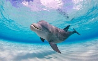 Агрессивные дельфины атакуют пловцов в Японии