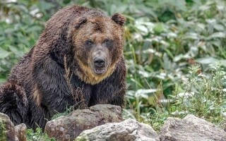 Japan Deploys Drones to Deter Bears