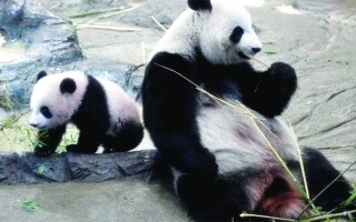 Пожилые панды вернутся в Китай для лечения
