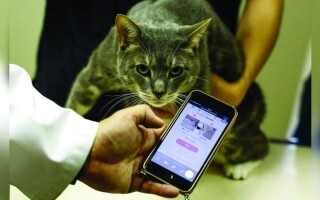 Японская женщина использует приложение ИИ для контроля за здоровьем своей кошки