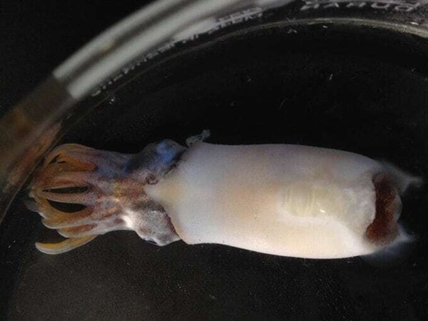 Evolutionary Success of Squids and Cuttlefish