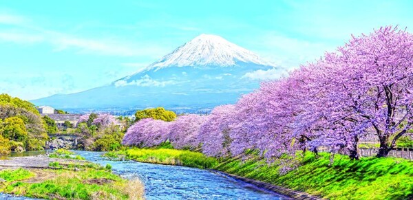 Best Time to Visit Japan in April